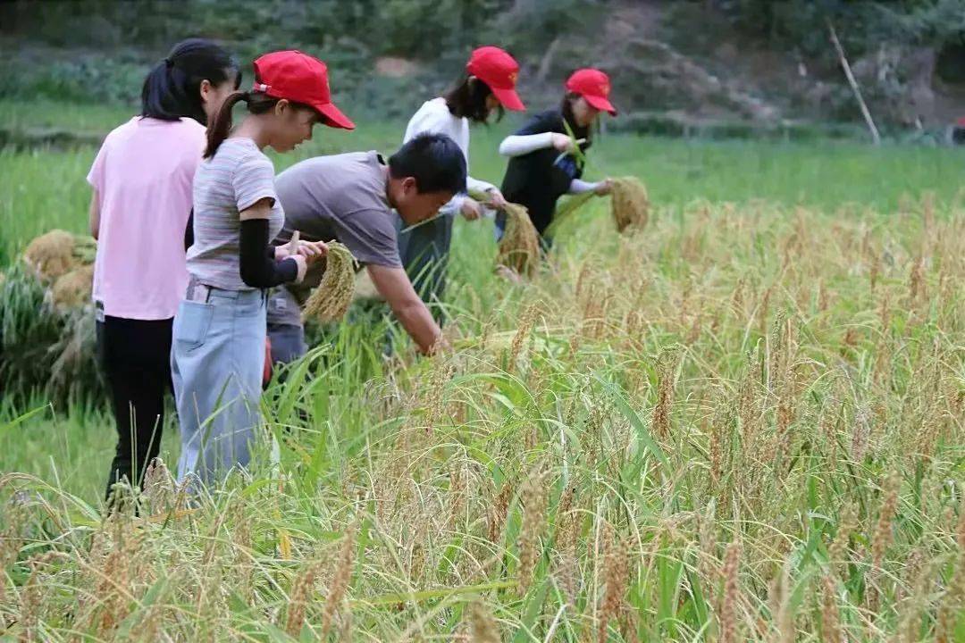 11月20日親子秋收活動稻田收糯米挑糯禾打餈粑做糯米飯糰吃米花糖感受