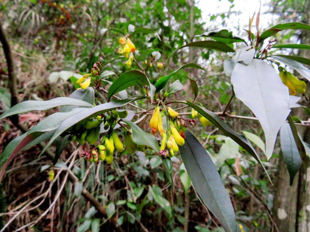 正是因为倒吊黄全身都是宝,导致很多地方大量采挖野生倒吊黄,这种山