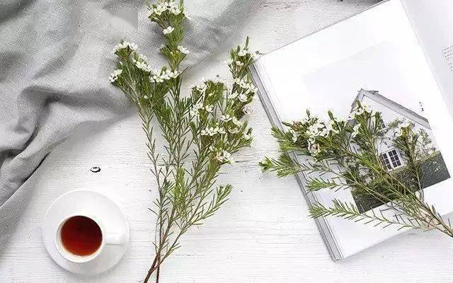 澳梅 | 拥有东方古典美_蜡花