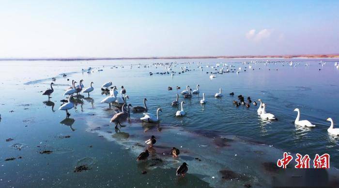 大天鹅陆续抵达新疆玛纳斯国家湿地公园越冬（组图）