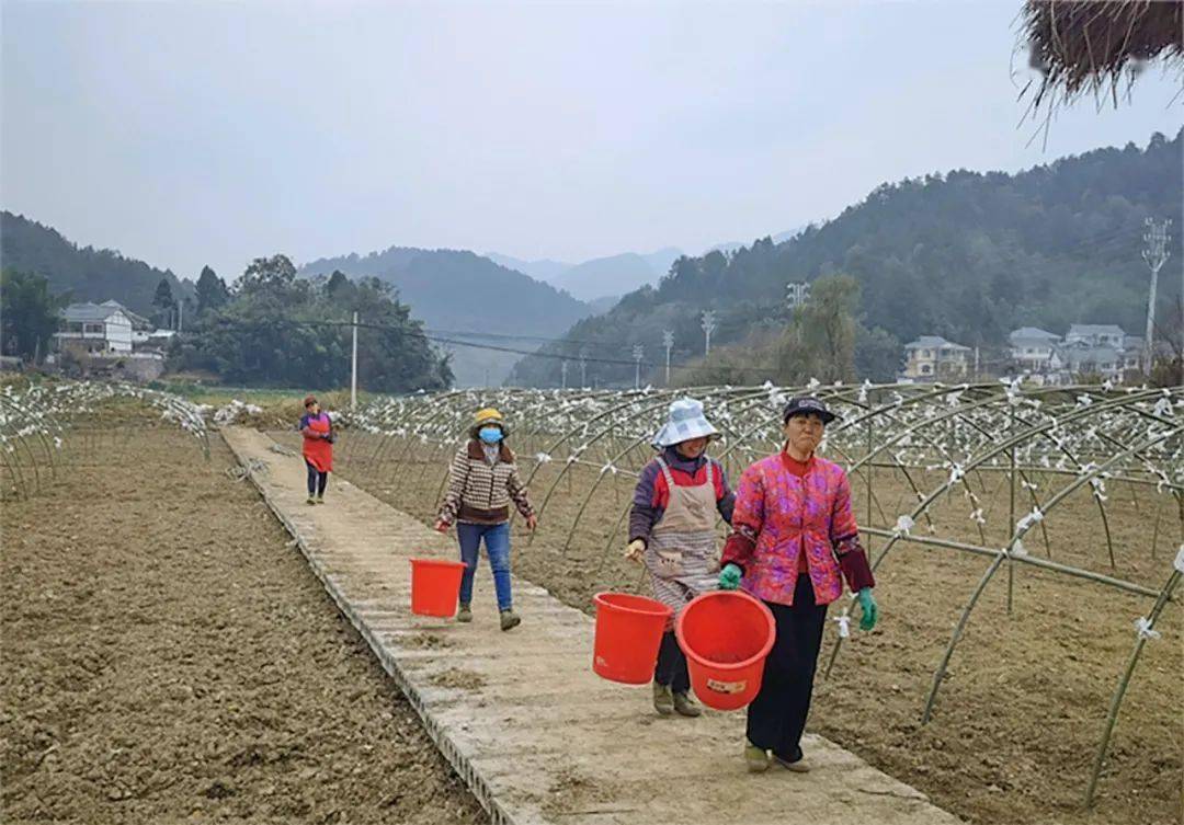 在綠動九豐專業合作社的蔬菜基地裡,村民們正在來回穿梭,忙著耕地