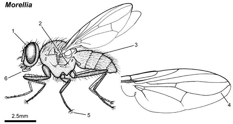 物理科普苍蝇凭啥能在光玻璃上竖着走真相是恶心但没料到这么高级