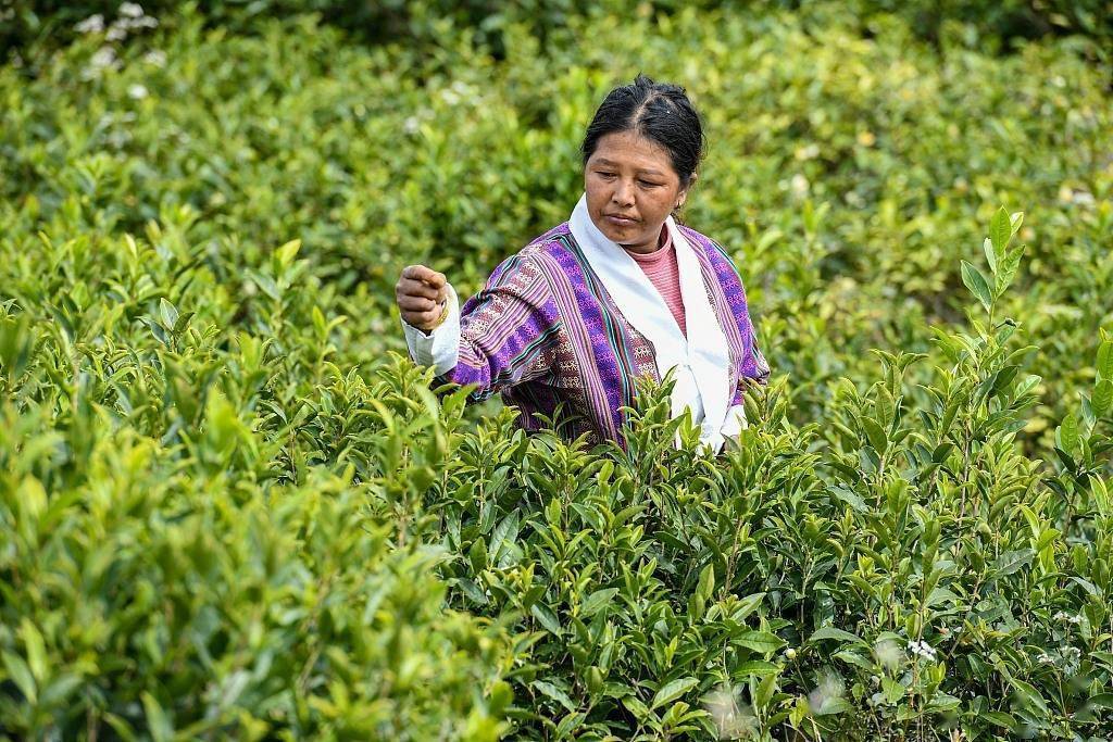 高山|西藏墨脱：航拍高山有机茶园 绿意盎然