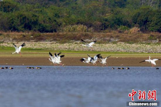 鄱阳湖|江西鄱阳湖湖口水域迎来越冬白鹤群