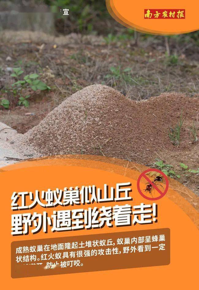 红火蚁防控宣传图片