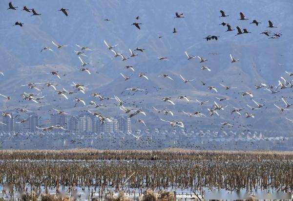 河北怀来：湿地公园候鸟翔集