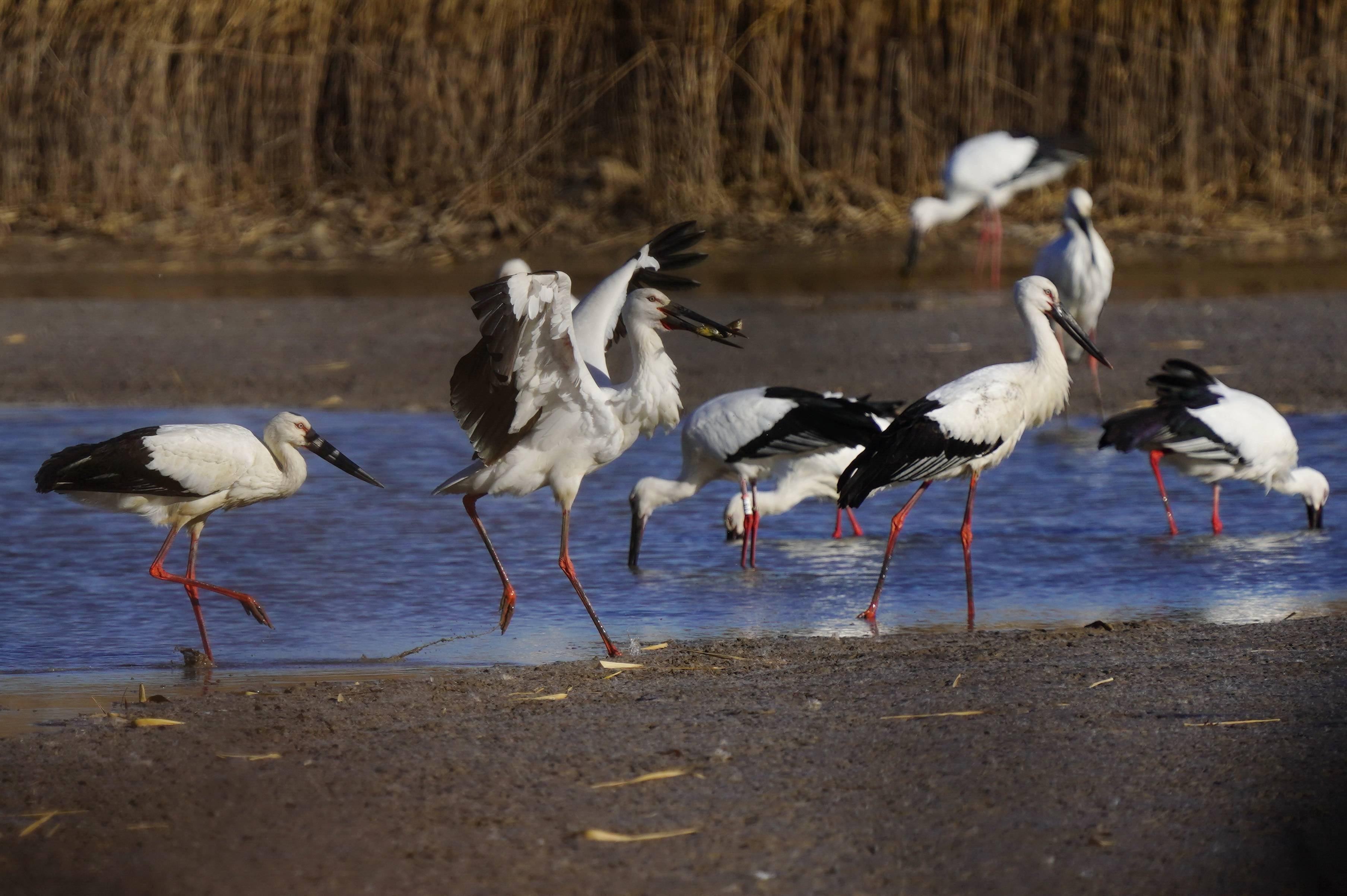 大批东方白鹳飞临河北曹妃甸_湿地