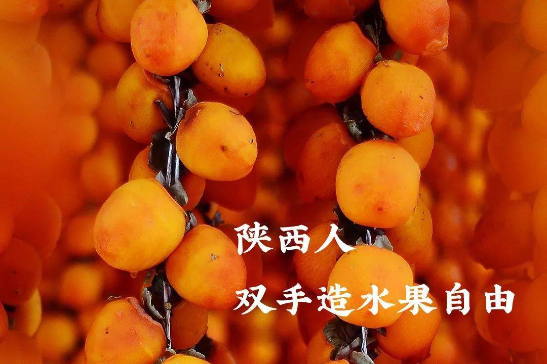 中国水果第一大省 被低估太久了 陕西