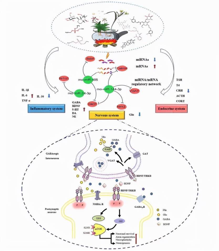 脑科学日报少突胶质细胞通过外泌体sirt2增强轴突能量代谢