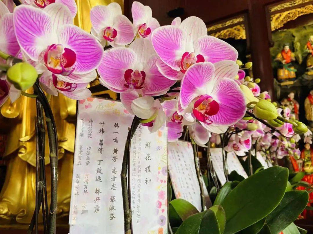 鲜花礼神上海白云观主殿神前鲜花接受供养