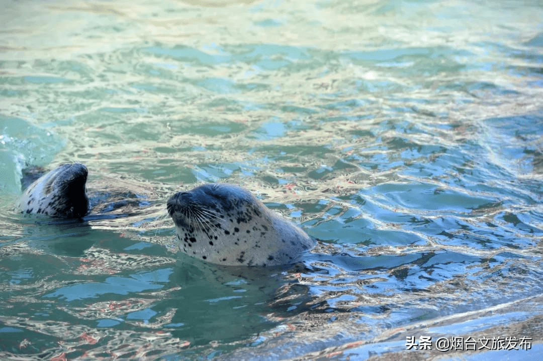 海鸥|葫芦里供的是八仙景，葫芦外追的是八仙境