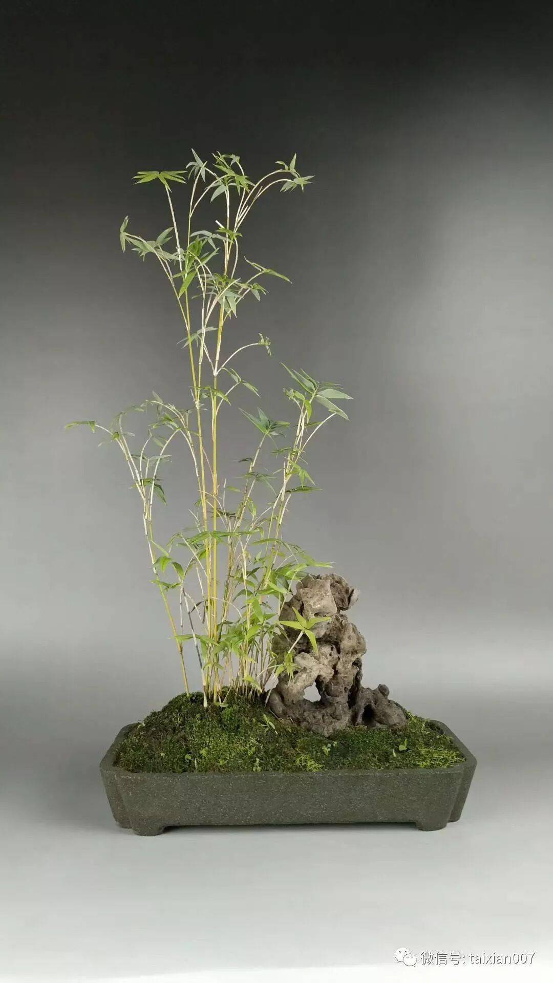 家里养了一盆竹子后,居然……_郑永泰