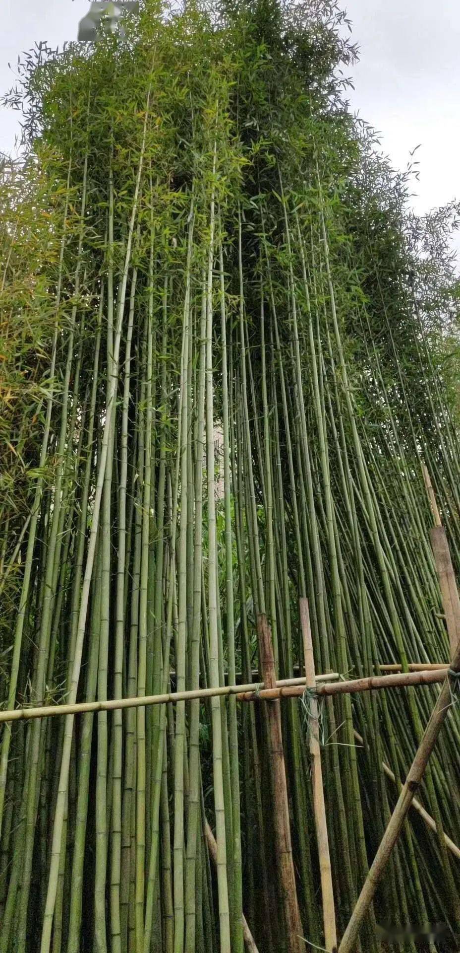 24种庭院常用竹子,你认识几种?_广东