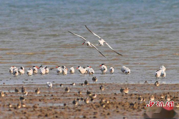 万千鸻鹬类候鸟飞抵青岛胶州湾海洋公园越冬