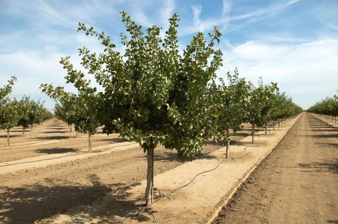 本次活动得到了美国开心果种植者多米尼克·皮蒂利亚诺(dominic piti