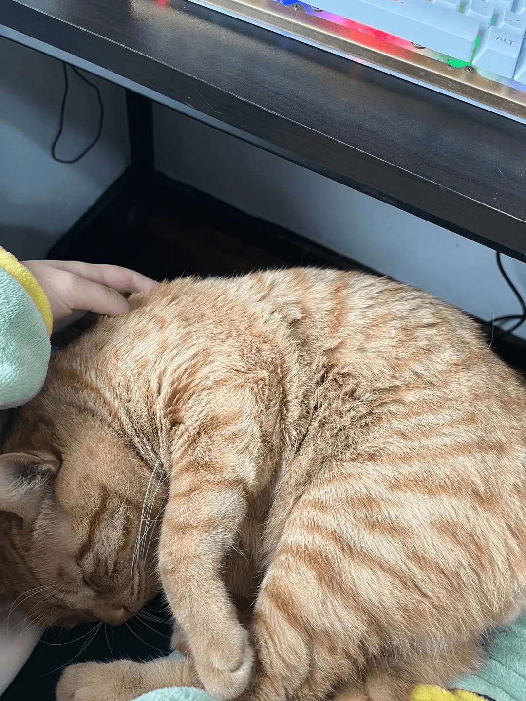 猫猫挺过来了成都成华封控小区上演宠物救援记 刘鑫