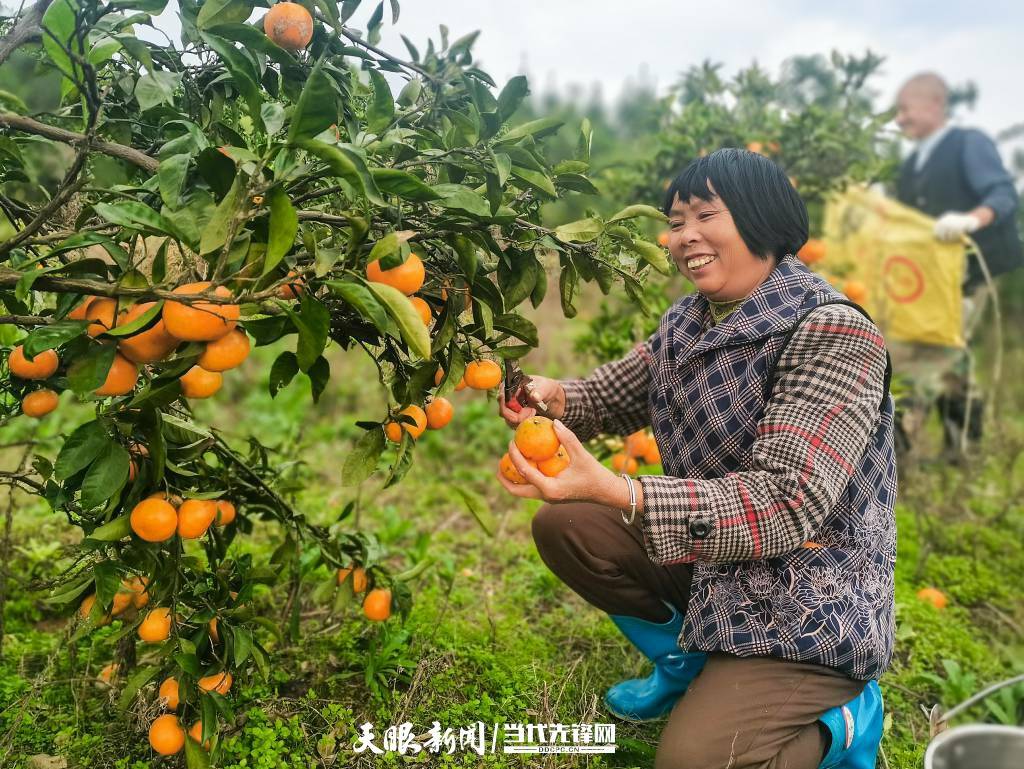 天柱：2万余亩柑橘喜丰收 果农笑意浓