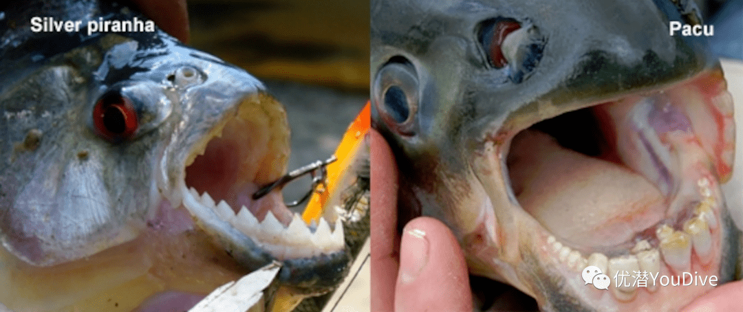 锯腹脂鲤与食人鱼的长相很类似,几乎无法从外观上区分,但两者的牙齿不