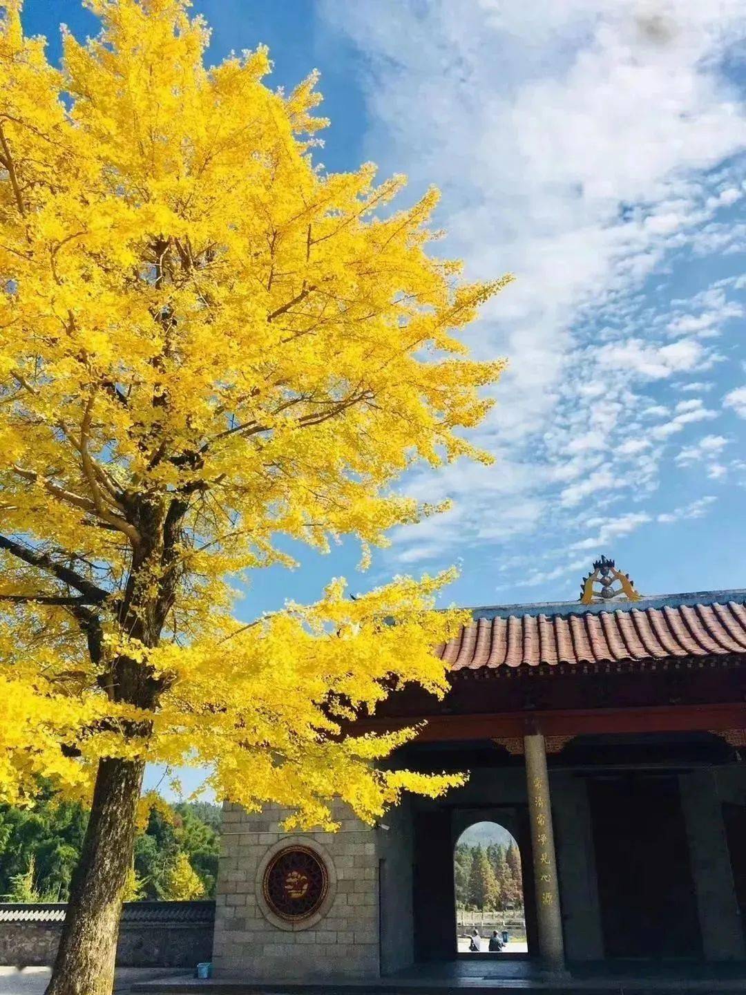 云居山真如禅寺银杏树图片