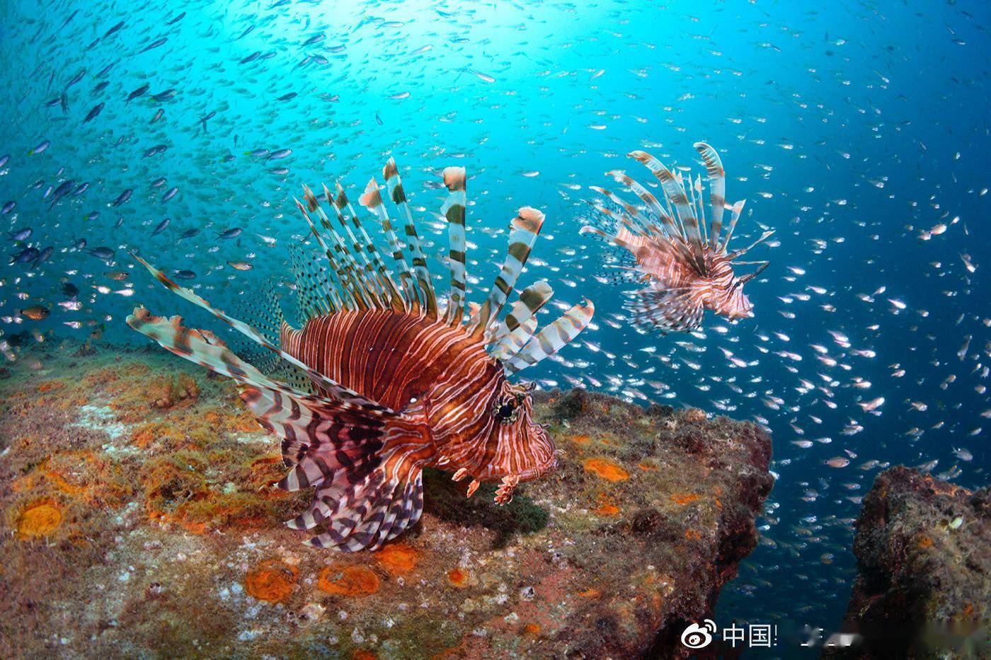 2021中国野生生物影像年赛摄影作品揭晓：感受生命力量