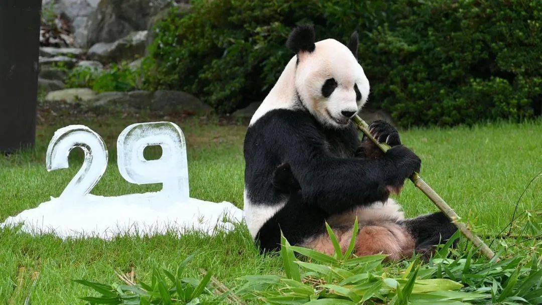 那些住在日本的大熊猫