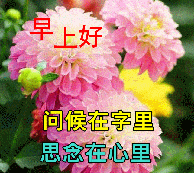 特漂亮早上好鲜花动画图片带祝福语2021最美冬日早安问候祝福图片鲜花
