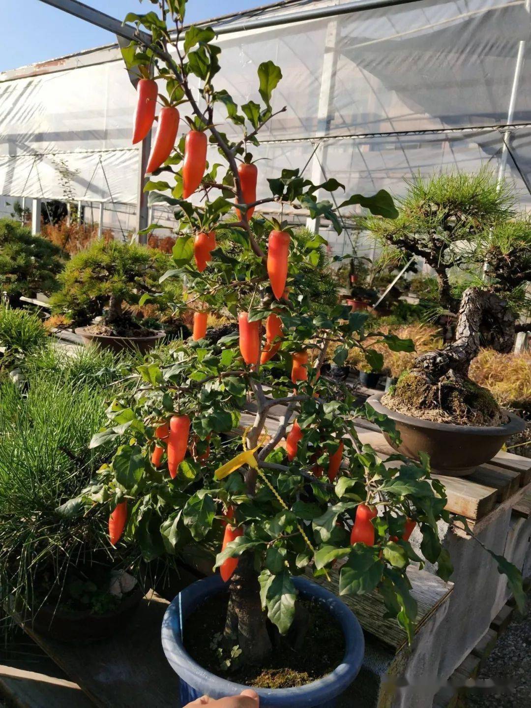 老鸦柿的繁殖与管理