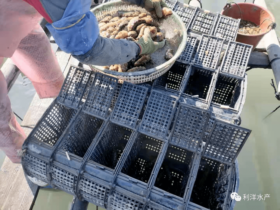 【利洋动态】霞浦吊笼养殖海参实用技术_利苗多