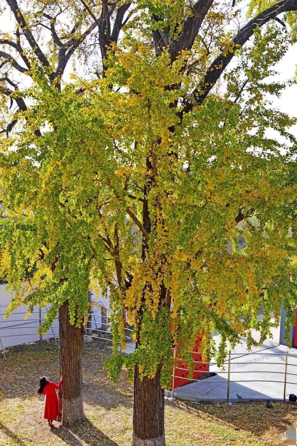 东青河村福慧寺里,一雌一雄两棵古银杏树立在那400多年,被当地人称为