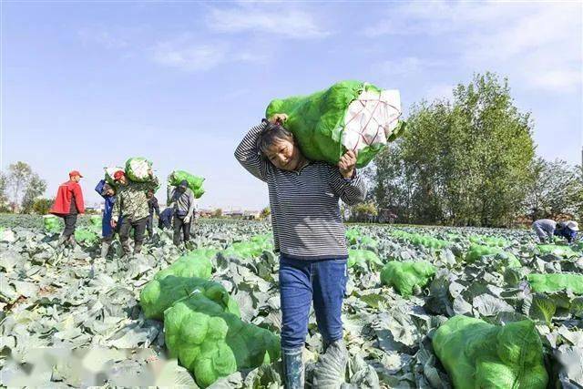 每年推廣200多個(gè)新品種 嘉魚蔬菜從賣不動到走出國門(圖1)