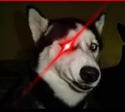 红眼激光狗头表情包图片