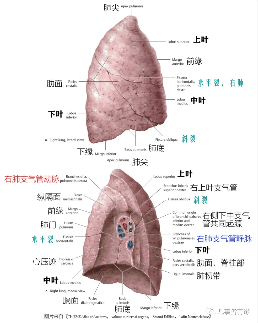 正常兔子肺的解剖图图片