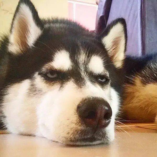 这次的微信头像可以吗