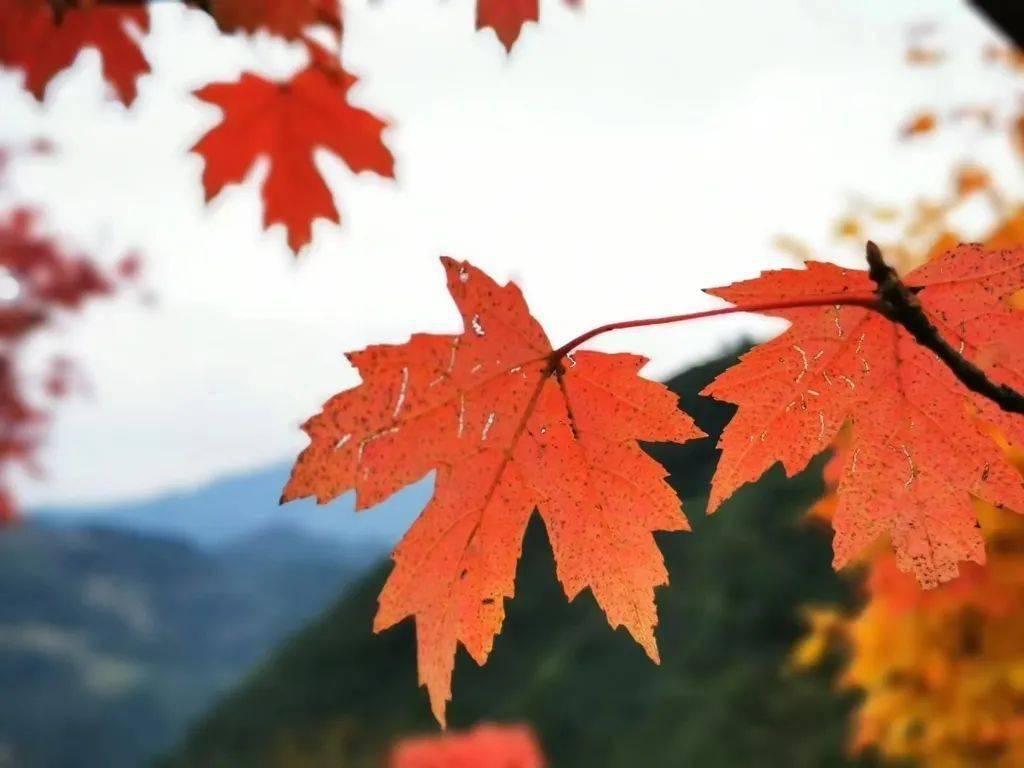 看 重庆开启红叶盛宴 枫叶