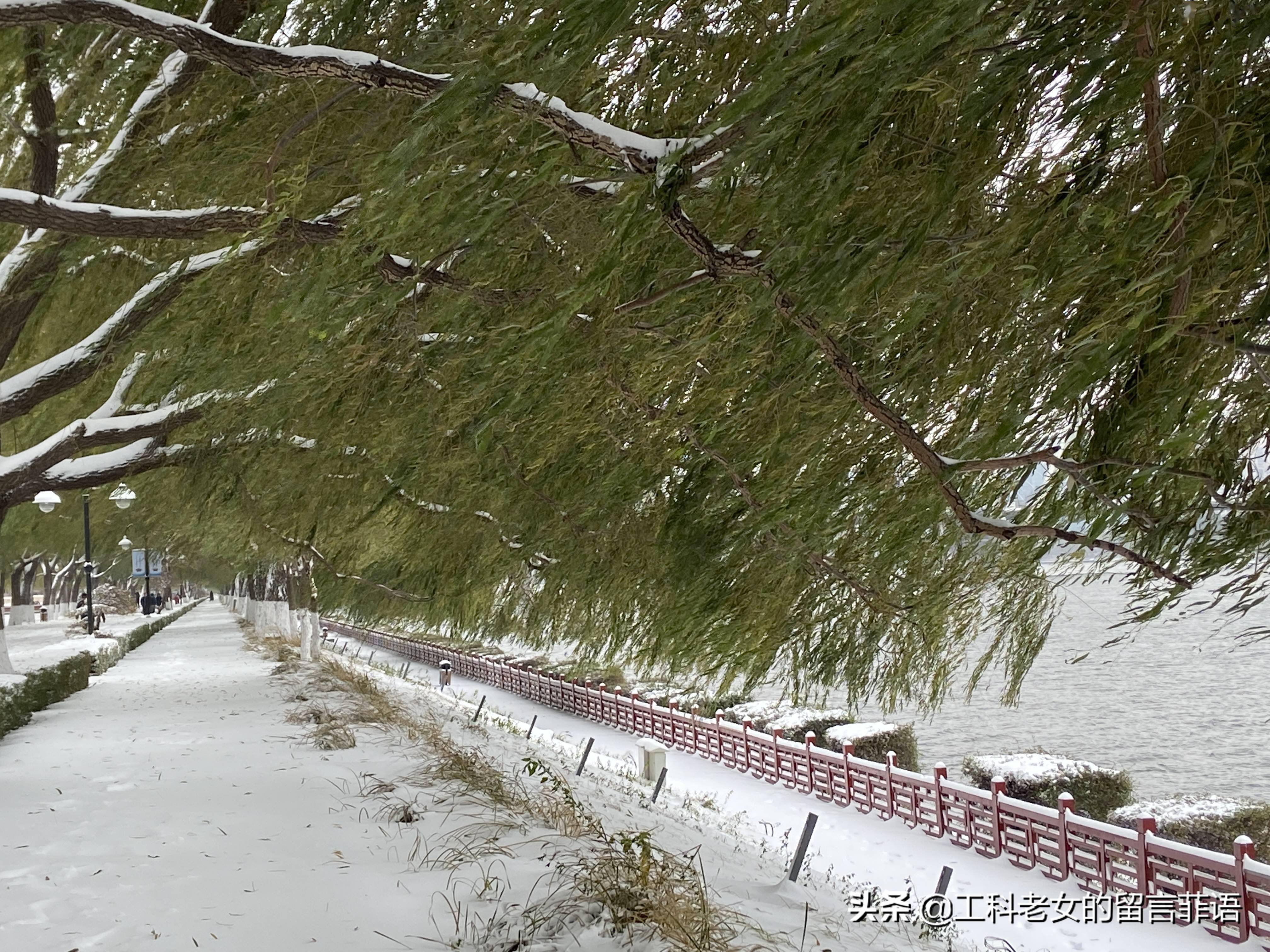 雪后柳树图片图片