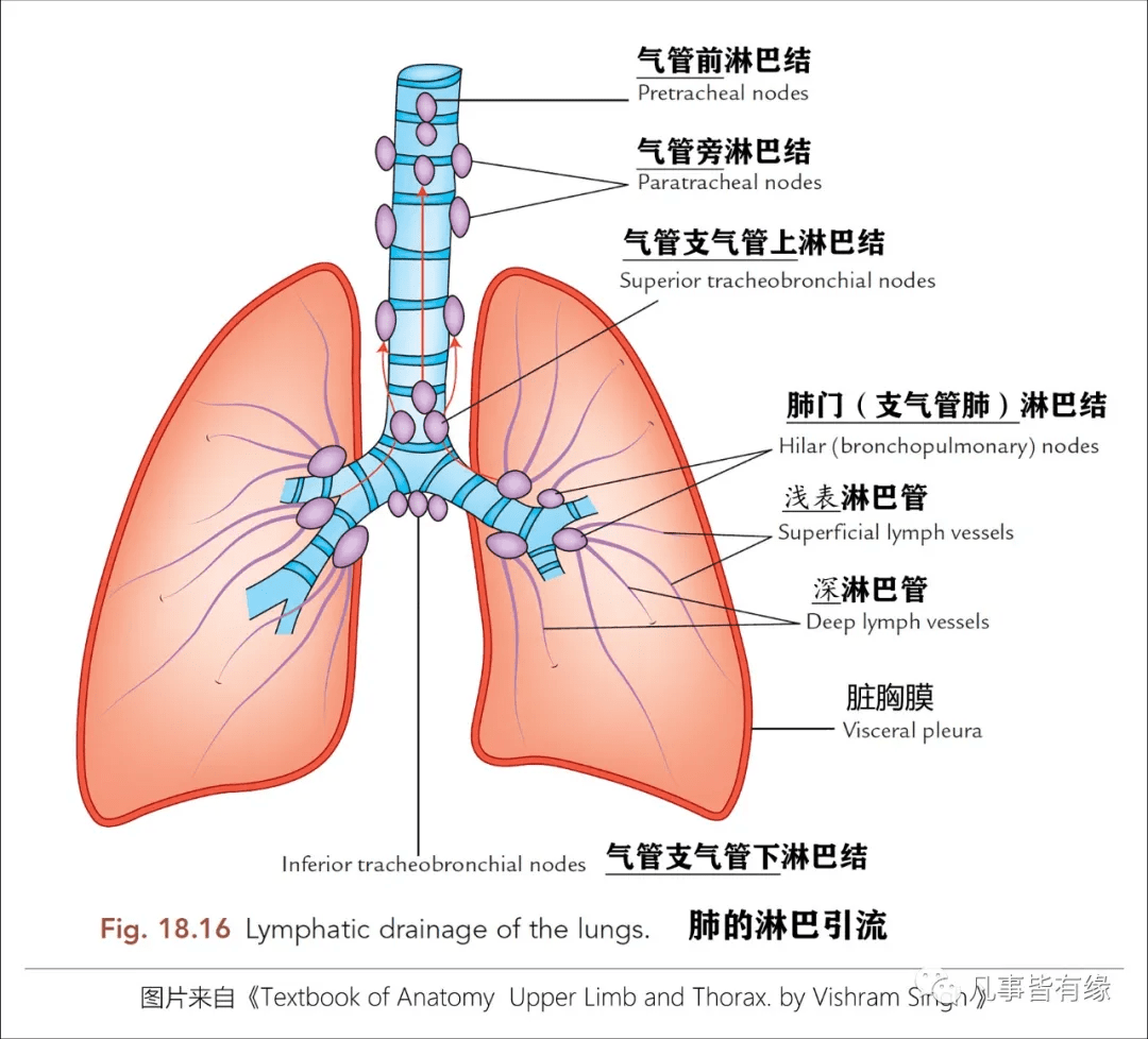 好漂亮的肺部解剖