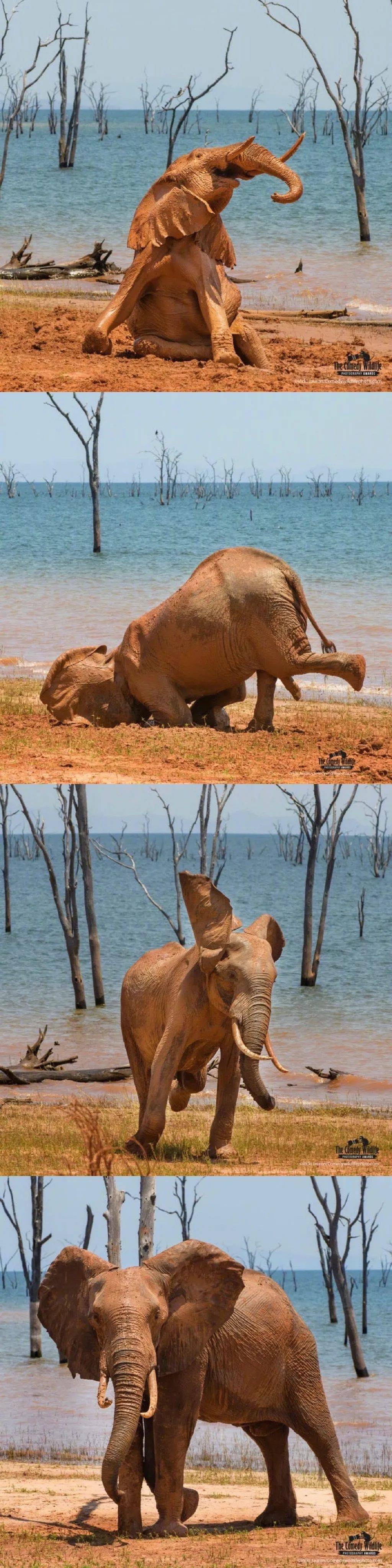 表情|歡迎收看2021年搞笑野生動物攝影大賽獲獎作品！