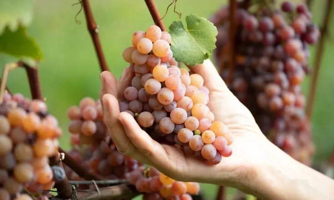 香气女王琼瑶浆葡萄里的荔枝香