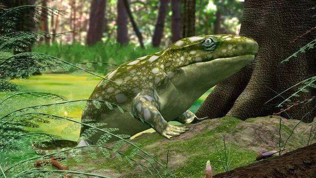 bbc纪录片中鱼石螈造型另外值得一提的是,在格陵兰发现的棘螈有着类似