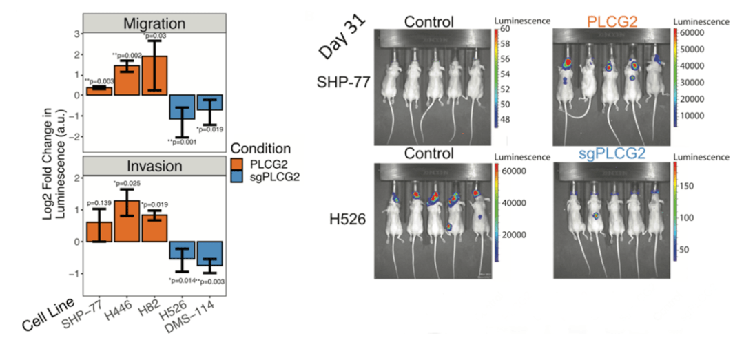 细胞|《细胞》子刊：“小恶魔”大起底！小细胞肺癌究竟为何如此凶残？