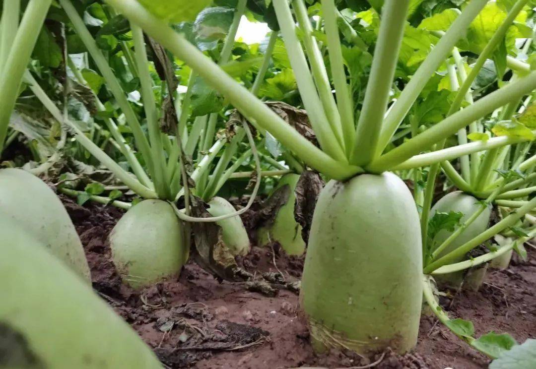 "咳嗽一下震八瓣"的秦大园萝卜,今年你吃了吗?_亳州