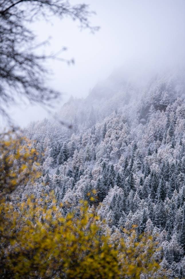 显得|云游四川 半山彩林半山雪丨四姑娘山换上“混搭”彩色新衣