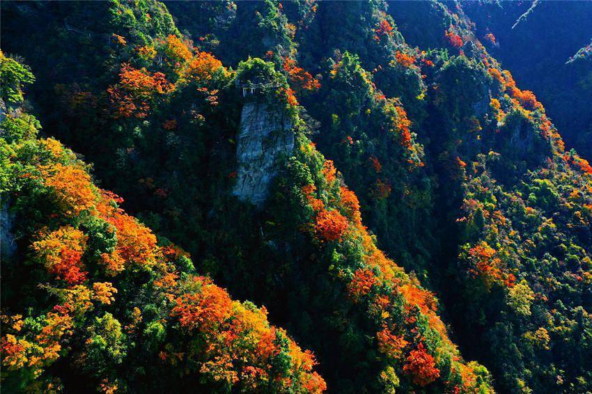 气势|四川宣汉：深秋大峡谷 漫山红叶醉游人