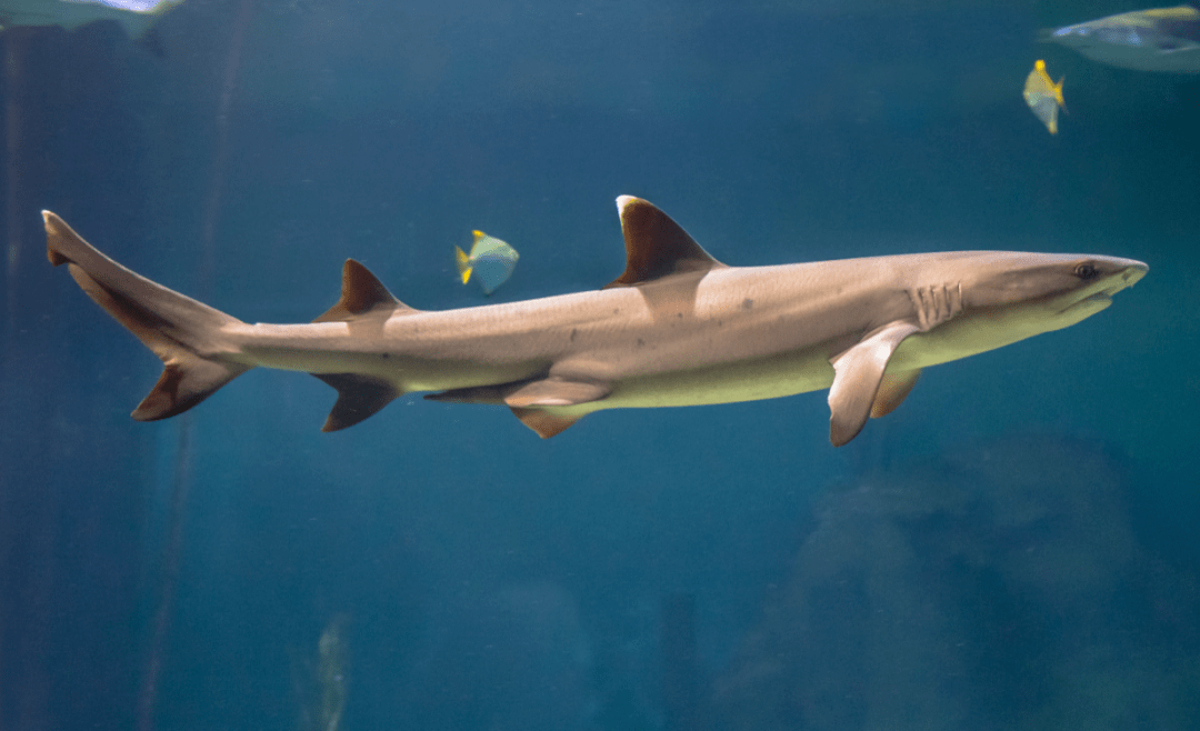 鲨,污翅白眼鲛鳍尖有黑色或暗褐色喜欢独游或小群结伴巡行会主动攻击