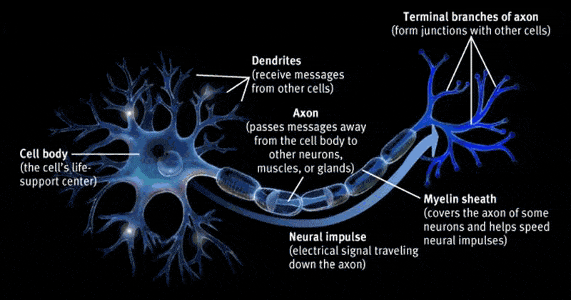 比不同仅仅发现人类和老鼠在第五层的锥体神经元上的差异是远远不够的