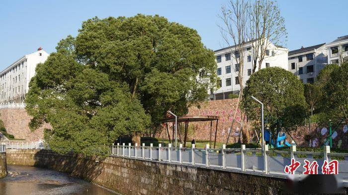 博覽|浙江磐安：中醫藥文化“寶藏”為美麗城鎮建設賦能