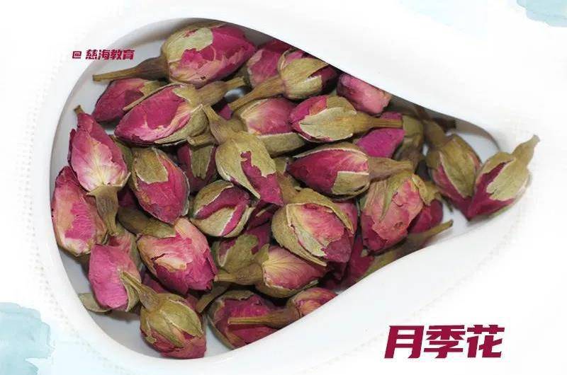 每天学习一味中药月季花