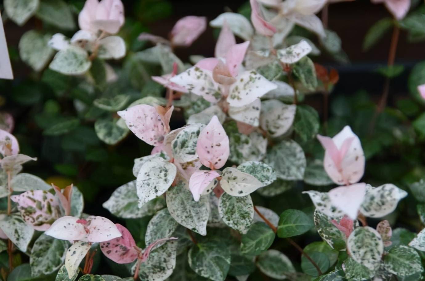 "养不死"的花叶络石,叶子美得像油画,长江以南室外越冬无问题_植物