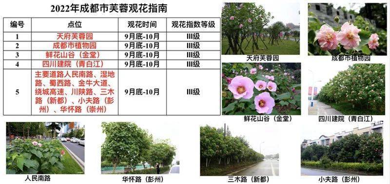 树王|公园城市观花指数来啦！腊梅、芙蓉、还有1900年“树王”......