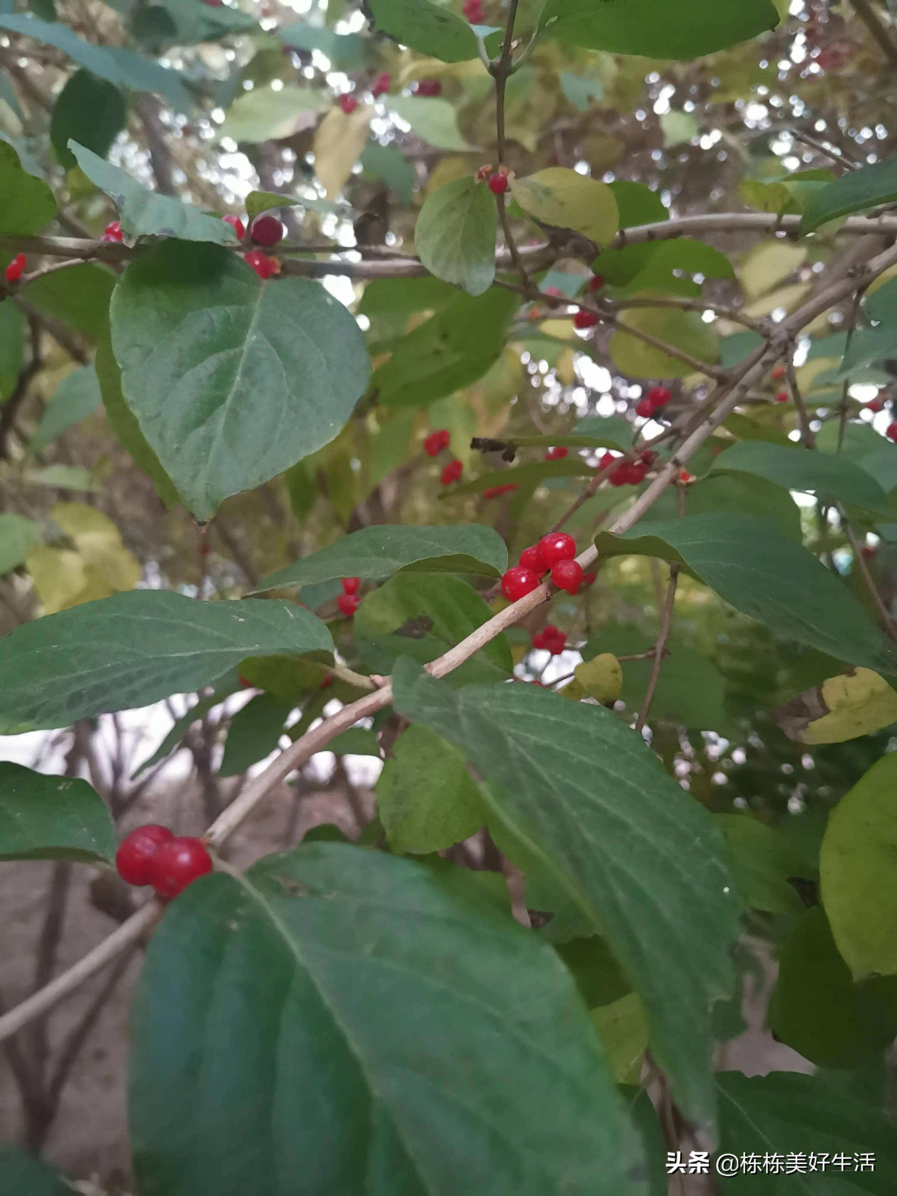 这种小红果子不知道名字很像小红豆